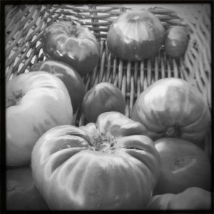 heirloom tomatoes...lookin' good